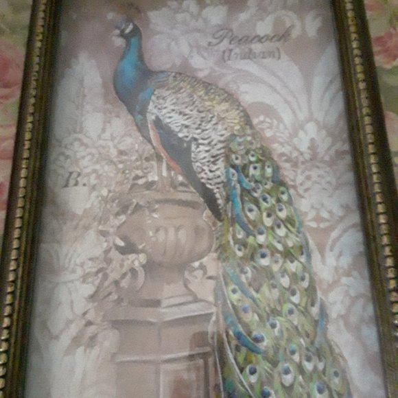 Chad Barrett Art Print of a Peacock - Picture 4 of 8
